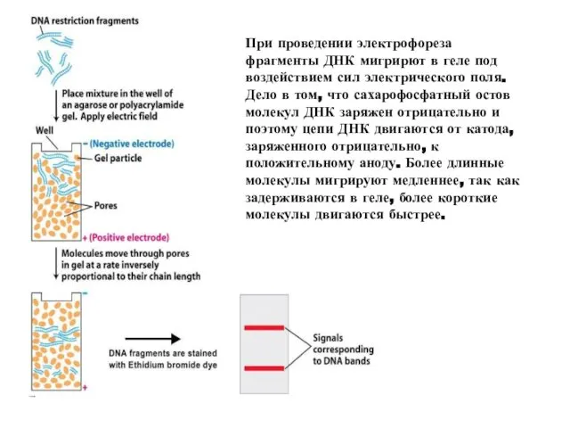 При проведении электрофореза фрагменты ДНК мигрирют в геле под воздействием сил