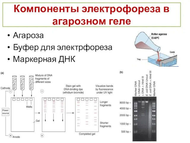 Компоненты электрофореза в агарозном геле Агароза Буфер для электрфореза Маркерная ДНК