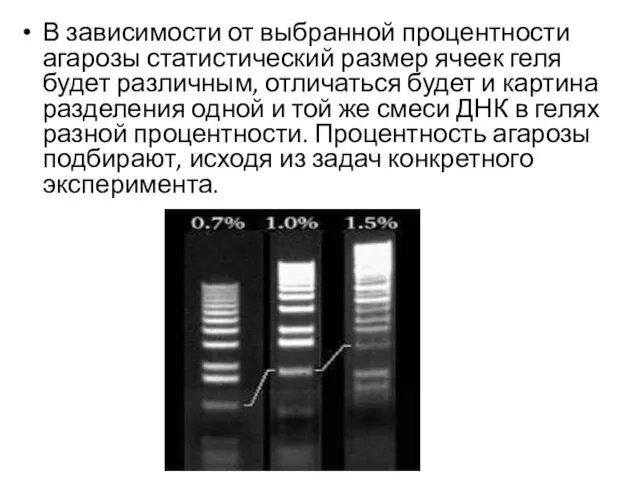 В зависимости от выбранной процентности агарозы статистический размер ячеек геля будет