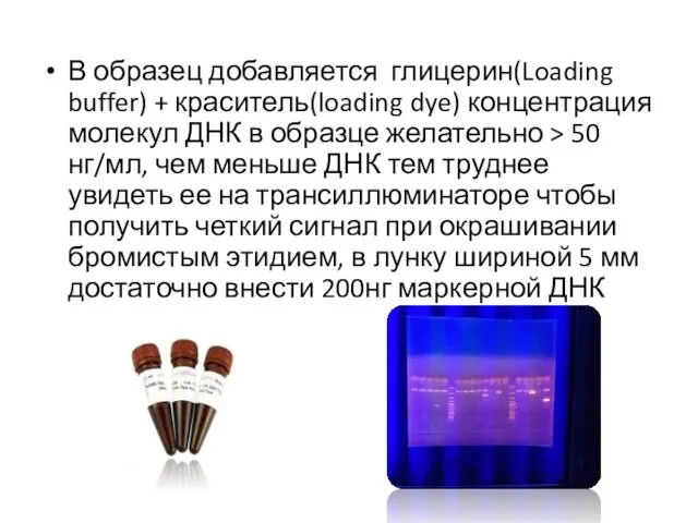 В образец добавляется глицерин(Loading buffer) + краситель(loading dye) концентрация молекул ДНК