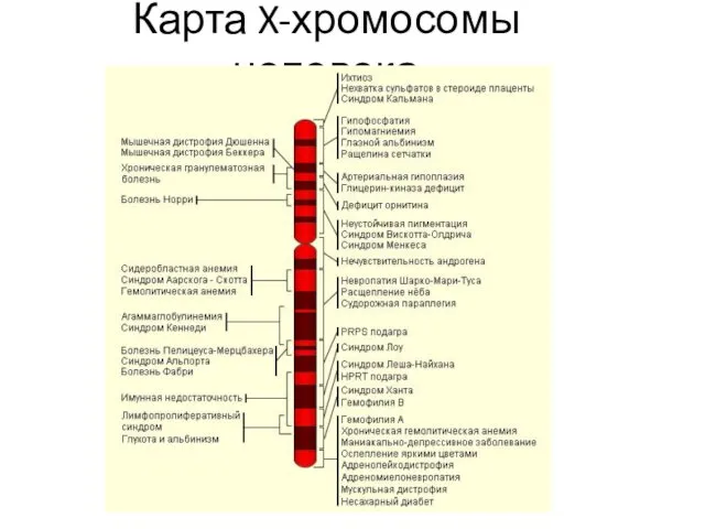 Карта X-хромосомы человека