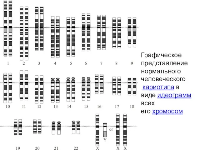 Графическое представление нормального человеческого кариотипа в виде идеограмм всех его хромосом