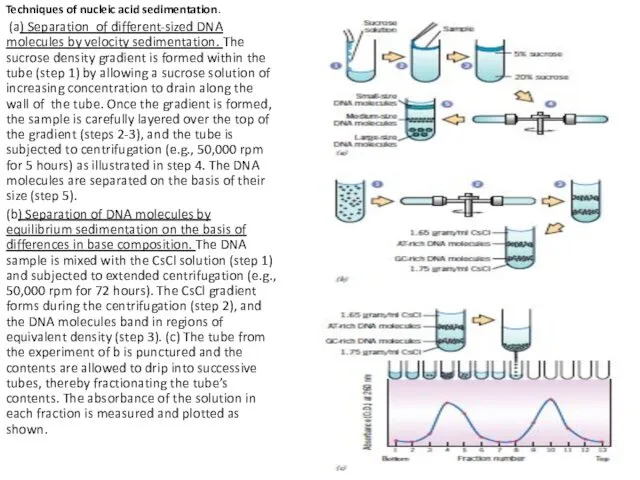 Techniques of nucleic acid sedimentation. (a) Separation of different-sized DNA molecules