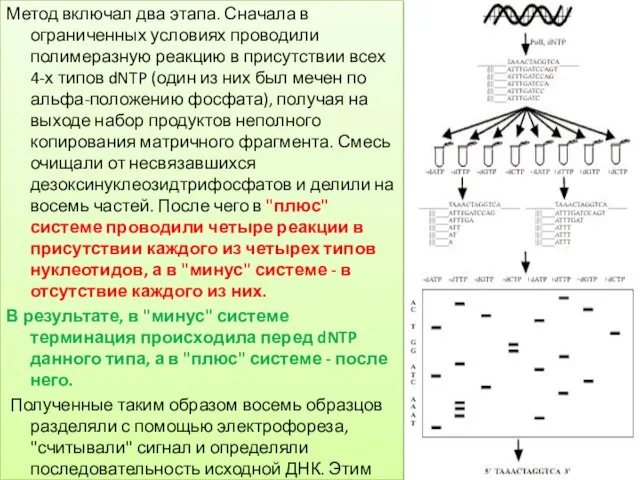 Метод включал два этапа. Сначала в ограниченных условиях проводили полимеразную реакцию