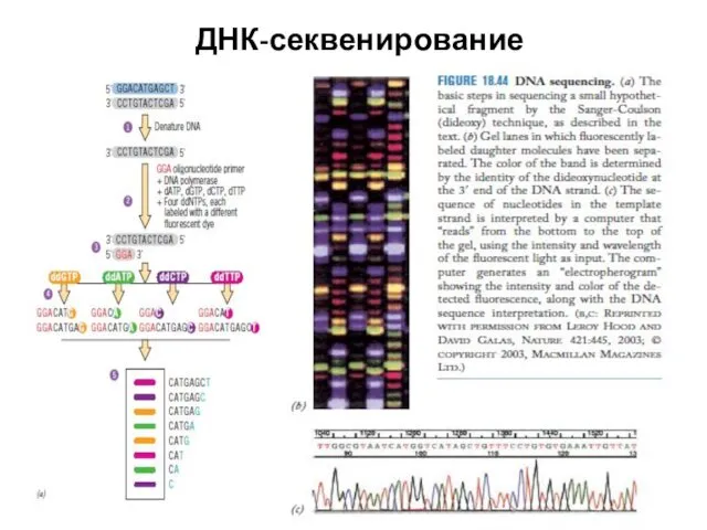 ДНК-секвенирование