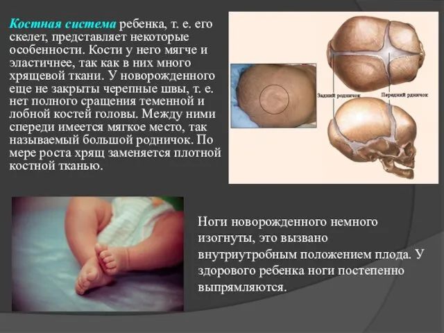 Костная система ребенка, т. е. его скелет, представляет некоторые особенности. Кости