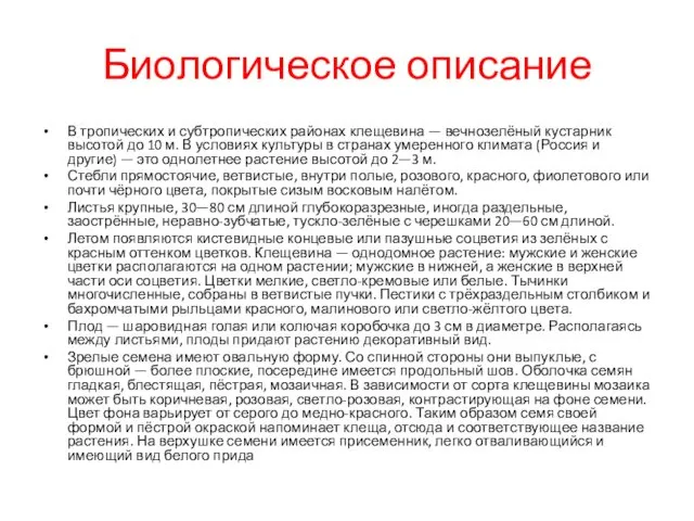 Биологическое описание В тропических и субтропических районах клещевина — вечнозелёный кустарник