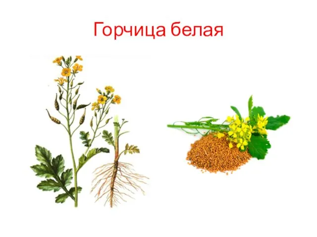 Горчица белая