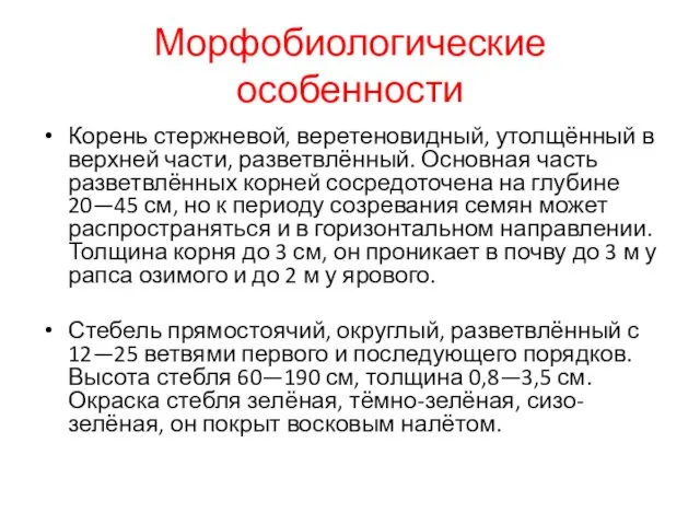 Морфобиологические особенности Корень стержневой, веретеновидный, утолщённый в верхней части, разветвлённый. Основная