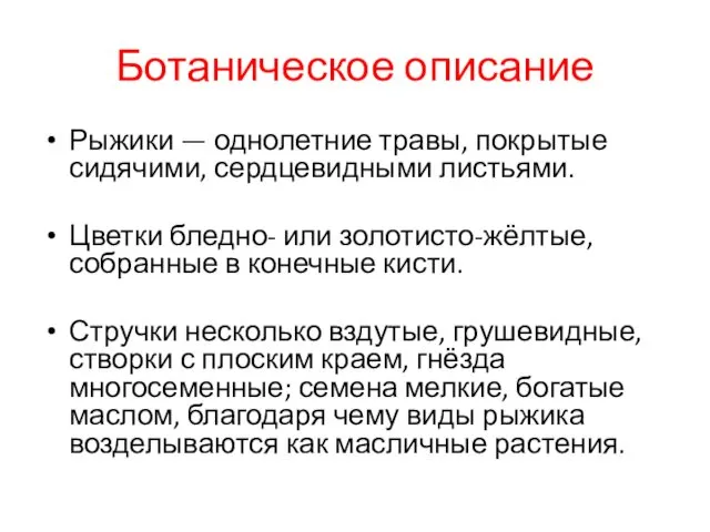 Ботаническое описание Рыжики — однолетние травы, покрытые сидячими, сердцевидными листьями. Цветки