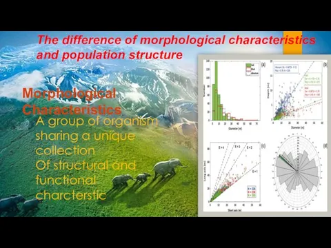 The difference of morphological characteristics and population structure Morphological Characteristics A