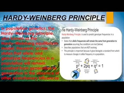 In population genetics, the Hardy–Weinberg principle, also known as the Hardy–Weinberg