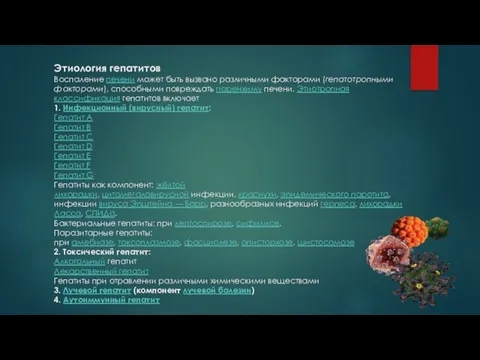 Этиология гепатитов Воспаление печени может быть вызвано различными факторами (гепатотропными факторами),