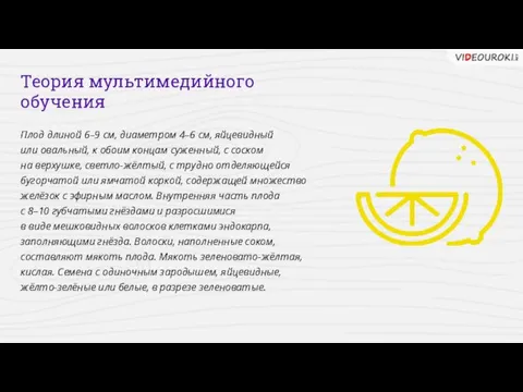 Теория мультимедийного обучения Плод длиной 6–9 см, диаметром 4–6 см, яйцевидный