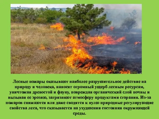 Лесные пожары оказывают наиболее разрушительное действие на природу и человека, наносят