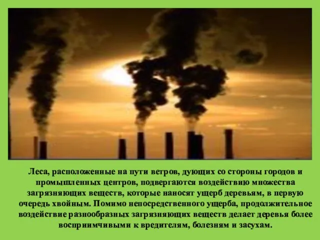 Леса, расположенные на пути ветров, дующих со стороны городов и промышленных
