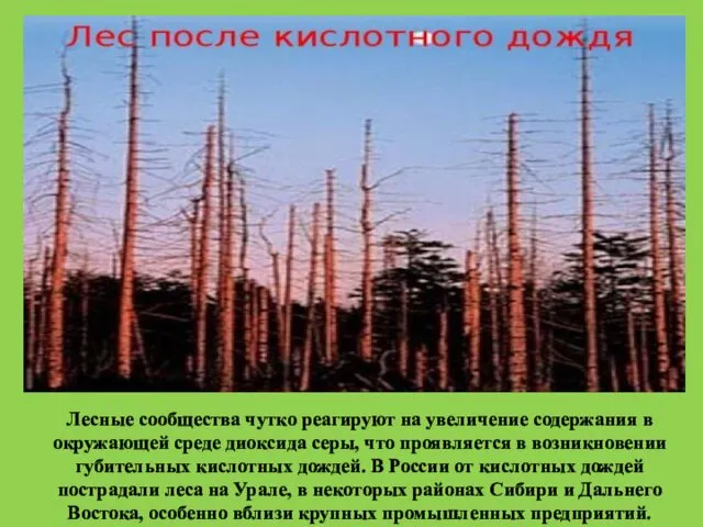 Лесные сообщества чутко реагируют на увеличение содержания в окружающей среде диоксида