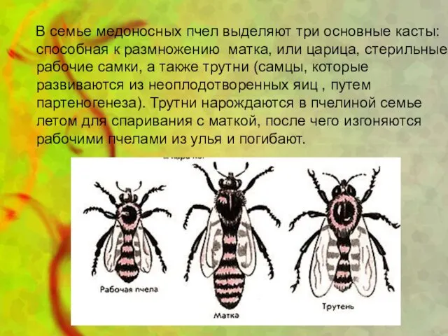 В семье медоносных пчел выделяют три основные касты: способная к размножению