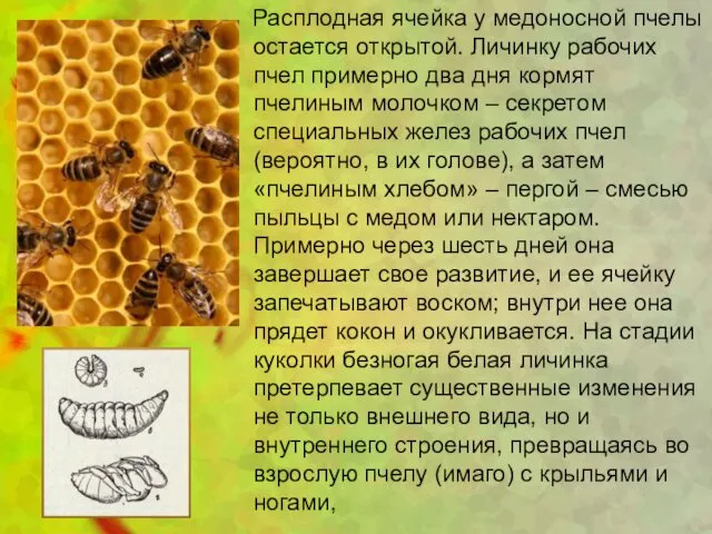 Расплодная ячейка у медоносной пчелы остается открытой. Личинку рабочих пчел примерно