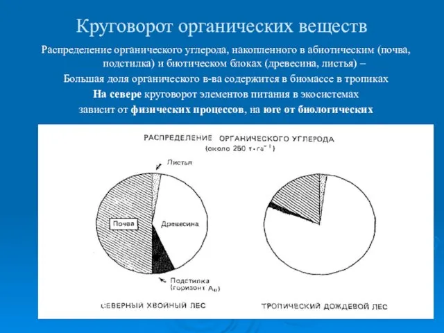 Круговорот органических веществ Распределение органического углерода, накопленного в абиотическим (почва, подстилка)