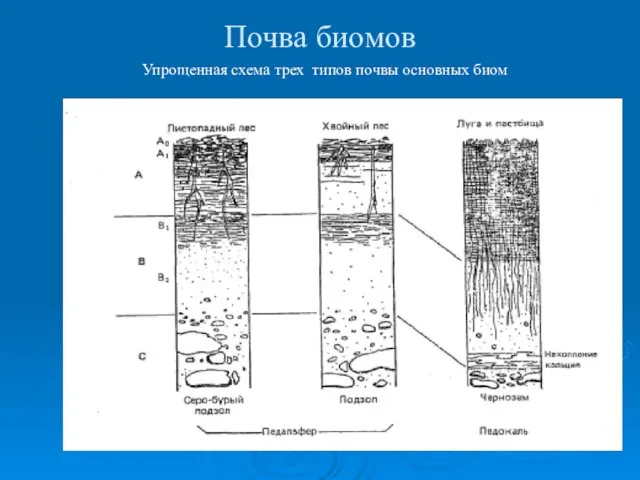 Почва биомов Упрощенная схема трех типов почвы основных биом