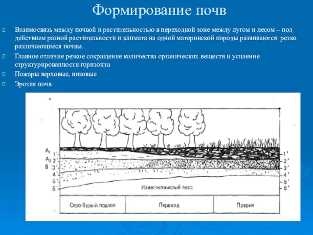 Формирование почв Взаимосвязь между почвой и растительностью в переходной зоне между