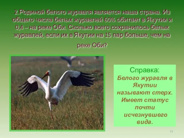 2.Родиной белого журавля является наша страна. Из общего числа белых журавлей