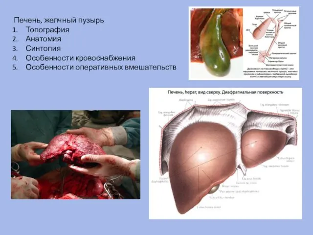 Печень, желчный пузырь Топография Анатомия Синтопия Особенности кровоснабжения Особенности оперативных вмешательств