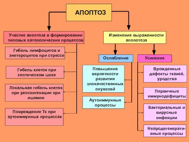 АПОПТОЗ Участие апоптоза в формировании типовых патологических процессов Изменение выраженности апопотоза