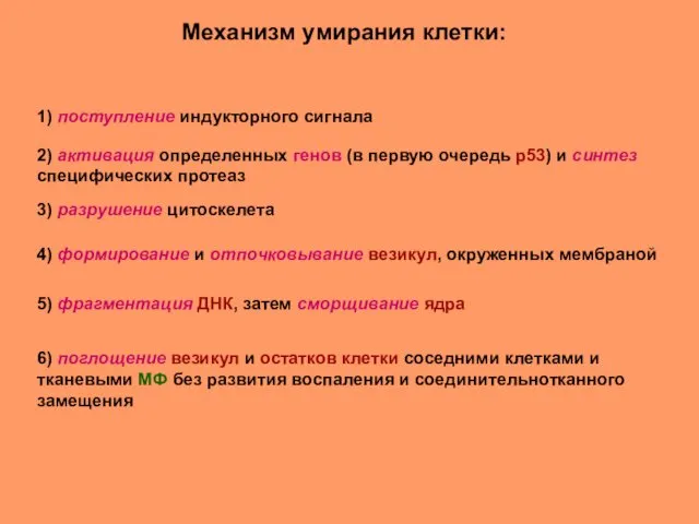 Механизм умирания клетки: 6) поглощение везикул и остатков клетки соседними клетками