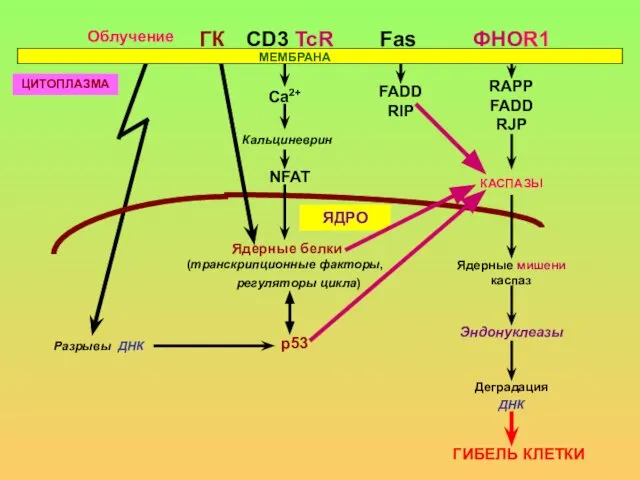 ЦИТОПЛАЗМА Облучение ГК CD3 TcR Cа2+ Кальциневрин NFAT Fas ФНОR1 FADD