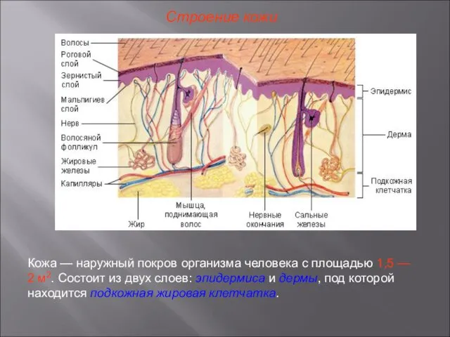 Строение кожи Кожа — наружный покров организма человека с площадью 1,5