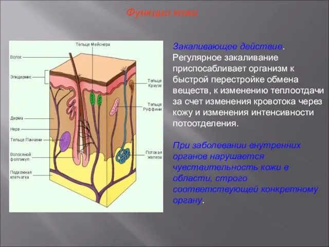 Функции кожи Закаливающее действие. Регулярное закаливание приспосабливает организм к быстрой перестройке