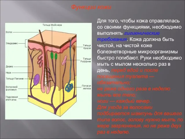 Функции кожи Для того, чтобы кожа справлялась со своими функциями, необходимо