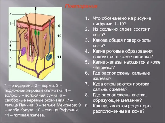 Повторение Что обозначено на рисунке цифрами 1–10? Из скольких слоев состоит