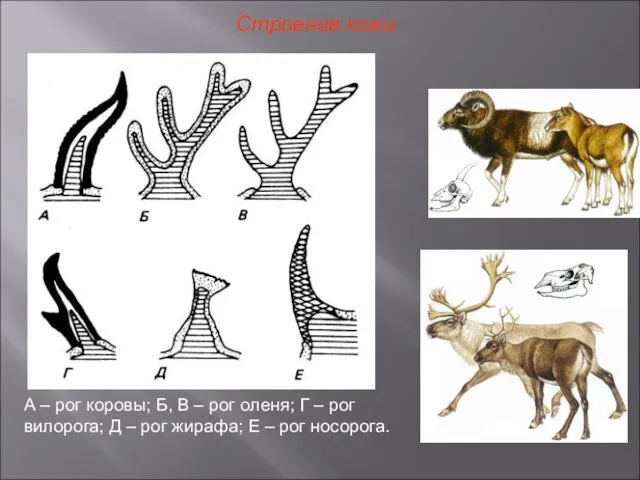 Строение кожи А – рог коровы; Б, В – рог оленя;