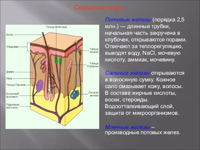 Строение кожи Потовые железы (порядка 2,5 млн.) — длинные трубки, начальная