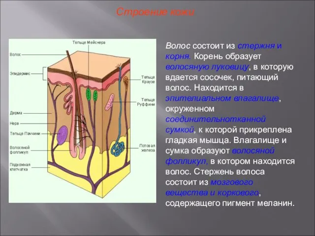 Строение кожи Волос состоит из стержня и корня. Корень образует волосяную