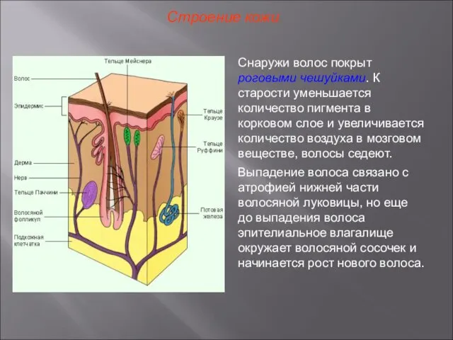 Строение кожи Снаружи волос покрыт роговыми чешуйками. К старости уменьшается количество