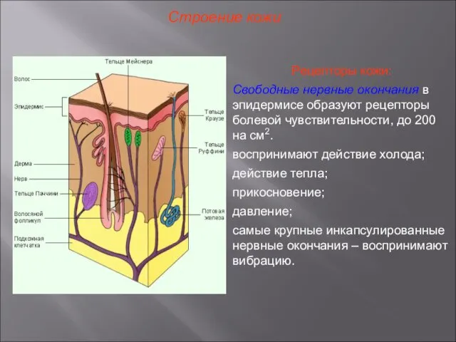 Строение кожи Рецепторы кожи: Свободные нервные окончания в эпидермисе образуют рецепторы