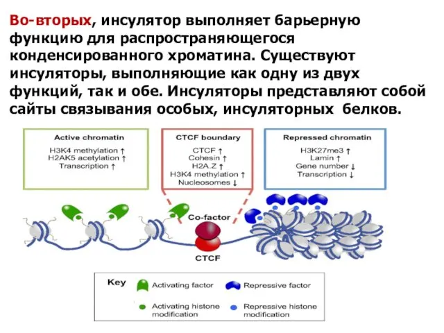 Во-вторых, инсулятор выполняет барьерную функцию для распространяющегося конденсированного хроматина. Существуют инсуляторы,