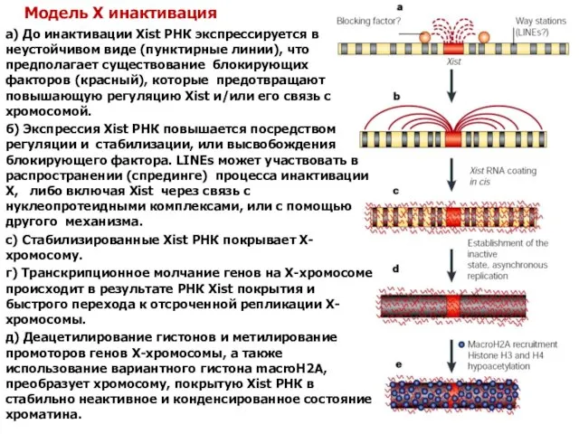 Модель X инактивация а) До инактивации Xist РНК экспрессируется в неустойчивом