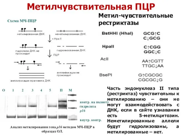 Метилчувствительная ПЦР Схема МЧ-ПЦР Анализ метилирования гена р16 методом МЧ-ПЦР в