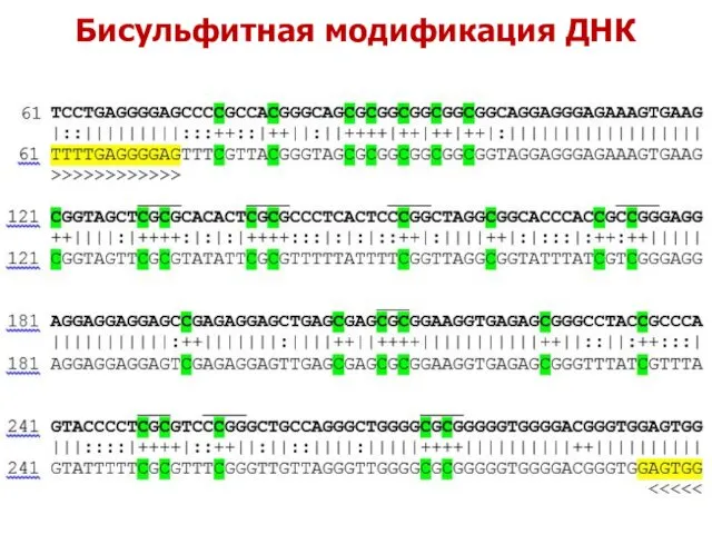 Бисульфитная модификация ДНК