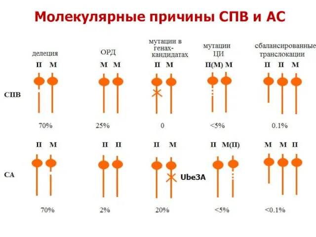 Молекулярные причины СПВ и АС