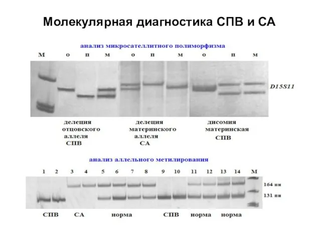 Молекулярная диагностика СПВ и СА