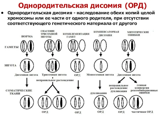 Однородительская дисомия (ОРД) Однородительская дисомия - наследование обеих копий целой хромосомы