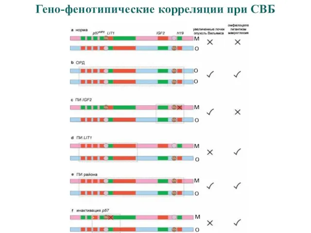 Гено-фенотипические корреляции при СВБ о о о о о о м м м м м о