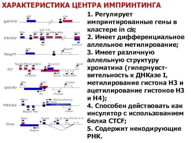 ХАРАКТЕРИСТИКА ЦЕНТРА ИМПРИНТИНГА 1. Регулирует импринтированные гены в кластере in cis;