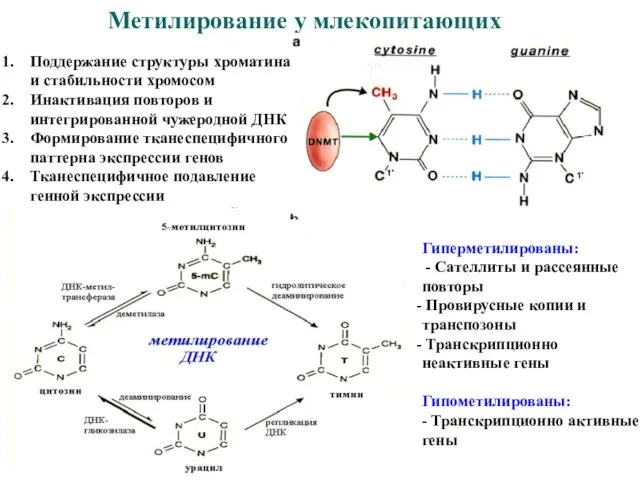 Метилирование у млекопитающих Поддержание структуры хроматина и стабильности хромосом Инактивация повторов